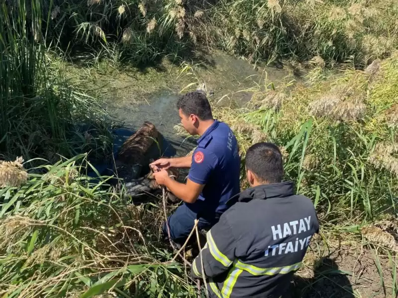 Su Kanalına Düşen Deveyi Itfaiye Kurtardı