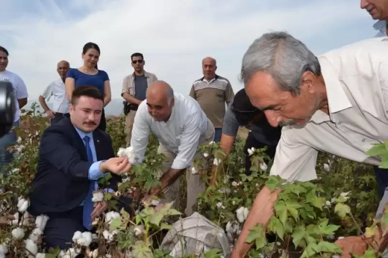 Kaymakam çiftçilerle Birlikte Pamuk Topladı