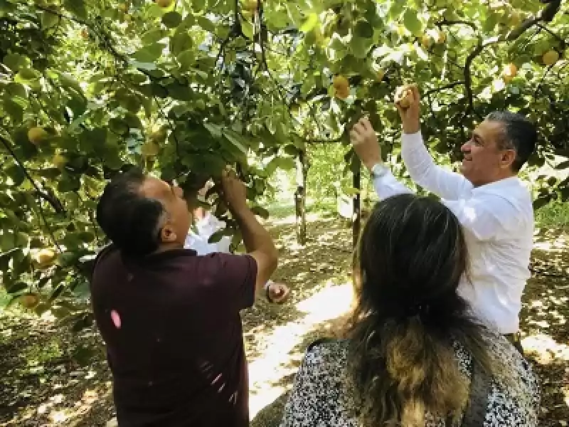 Fidan Diktiği Yerde Ilk Hasadı Belediye Başkanı Yaptı