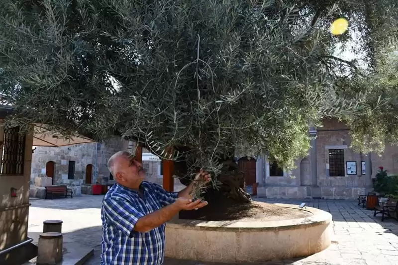 Dünyanın En Yaşlı Zeytin Ağacı Meyve Veriyor