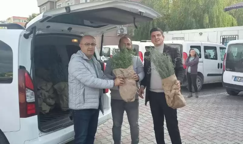 Hatay'da çiftçilere 40 Bin Biberiye Fidesi Dağıtıldı