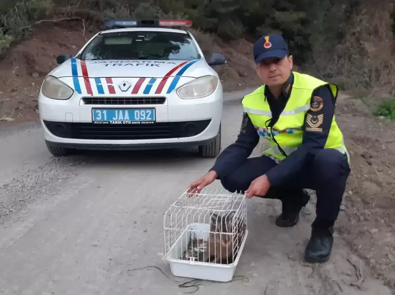 Jandarmanın Bitkin Bulduğu Yaban Tavşanı Tedavi Edildi 