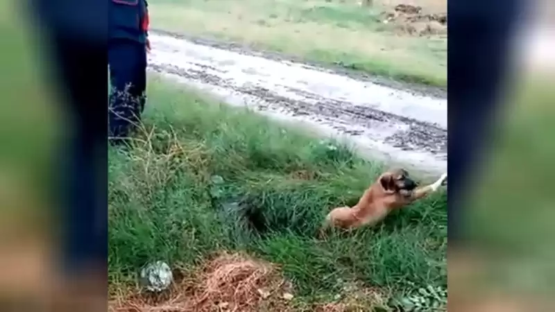 Yavru Köpeği Düştüğü çukurdan Itfaiye Kurtardı