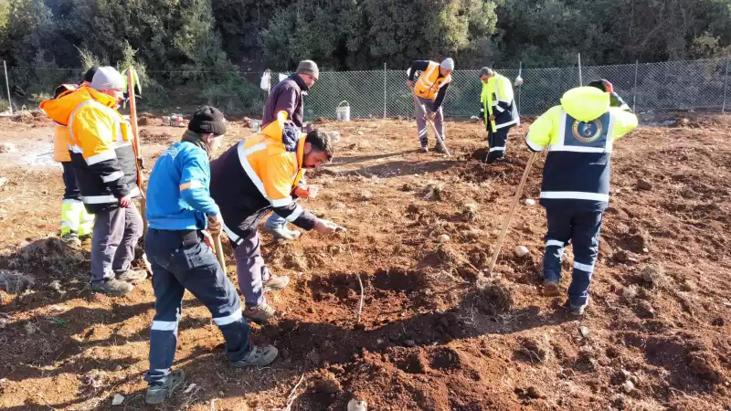 Atıl Alanlara Ceviz Fideleri Dikiliyor