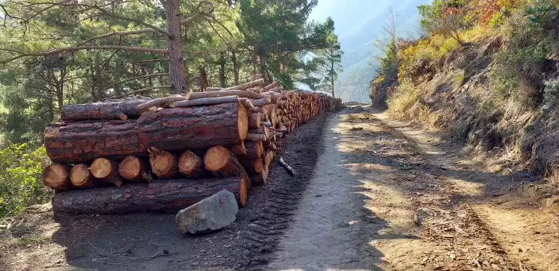 Amanos Dağlarında ‘ağaç Kıyımı’ Yaşanıyor!