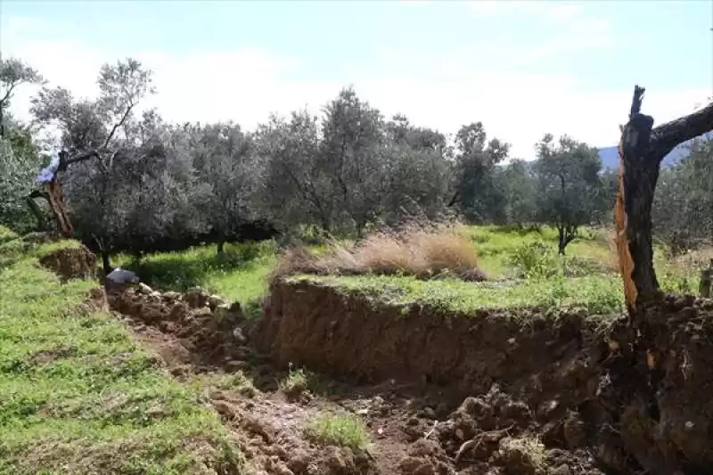 Hatay'da 80 Yıllık Zeytin Ağacı Depremde Ikiye Bölündü