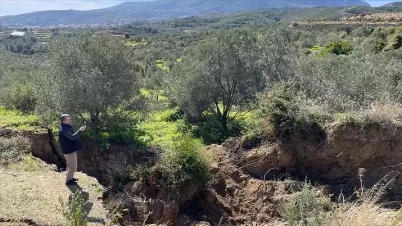 Hatay'da 80 Yıllık Zeytin Ağacı Depremde Ikiye Bölündü