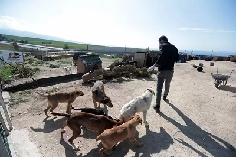 İskenderunlu Hayvansever Depremde Yaralanan Köpeklerin Tedavisi Ve Bakımıyla Ilgileniyor