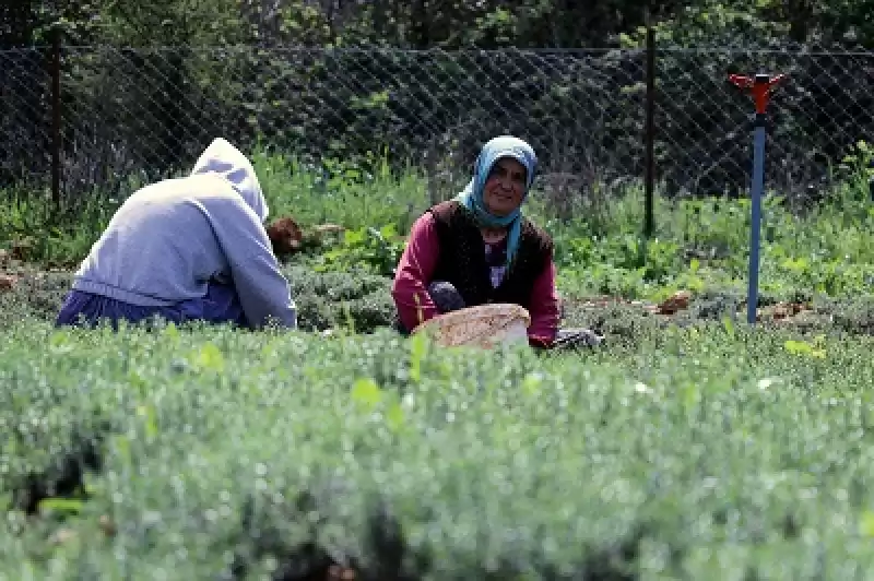 Depremler Hatay'ın Altınözü Ilçesindeki Zahter üretimini Olumsuz Etkiledi