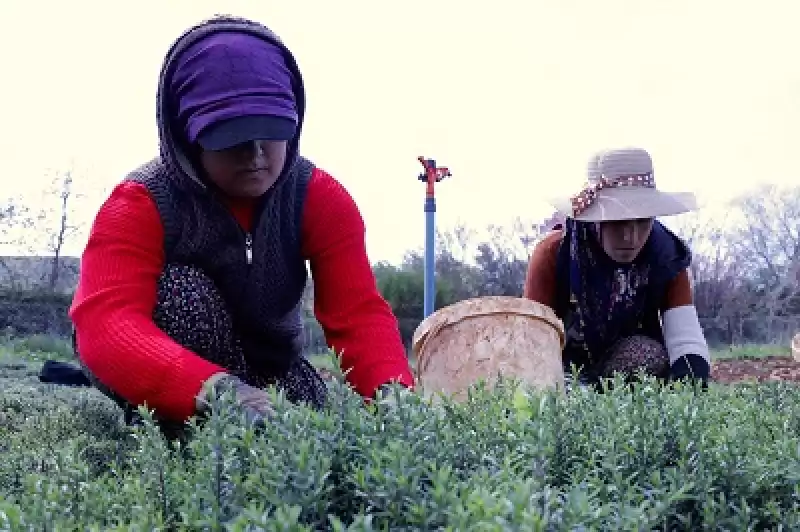 Depremler Hatay'ın Altınözü Ilçesindeki Zahter üretimini Olumsuz Etkiledi