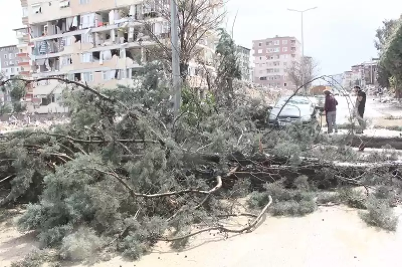 Hatay'da üzerine Ağaç Devrilen Otomobilden Yara Almadan çıktılar