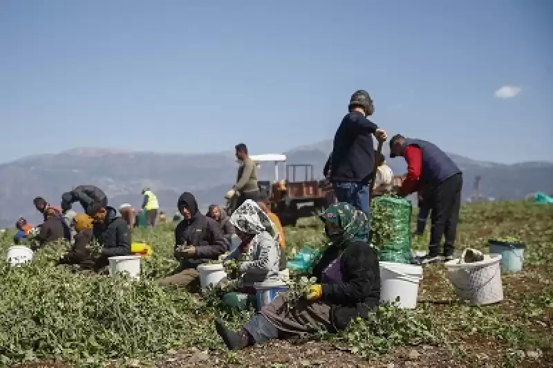  Depremzede Tarım Işçileri Arsuz'da Bezelye Hasadıyla Geçimini Sağlıyor