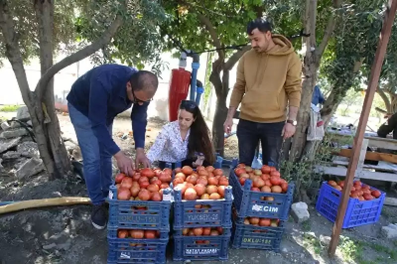 Ürünü Tarlada Kalan Depremzede çiftçilerin Yardımına Gönüllüler Koşuyor