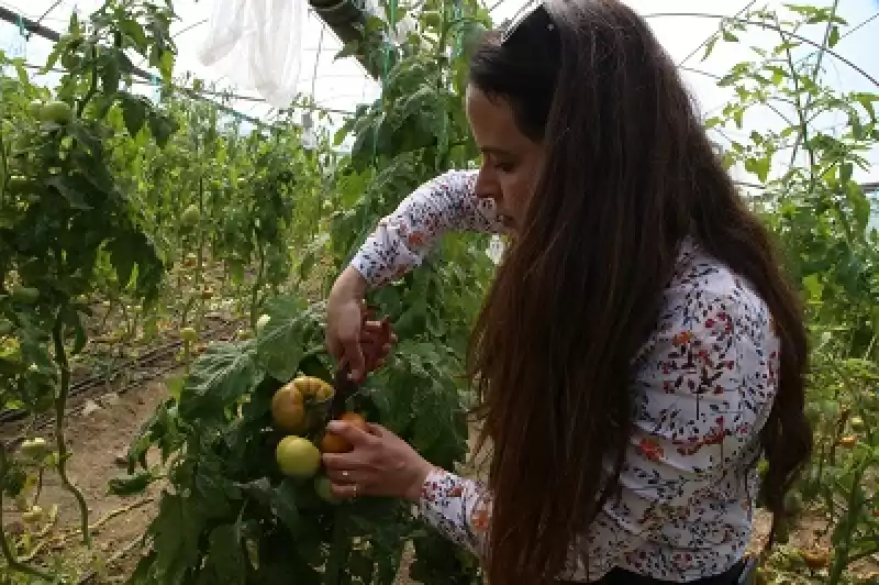 Ürünü Tarlada Kalan Depremzede çiftçilerin Yardımına Gönüllüler Koşuyor