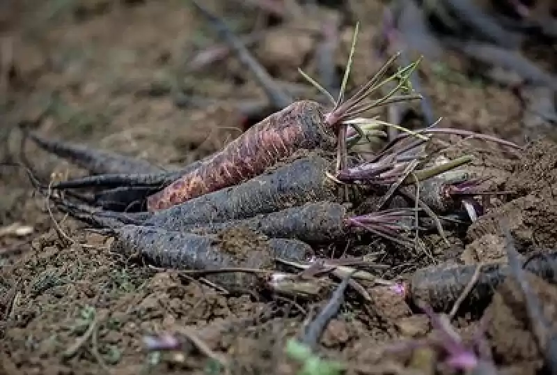 Depremin Vurduğu Hatay'ın Tescilli Siyah Havucunda Rekolte Artışı Bekleniyor