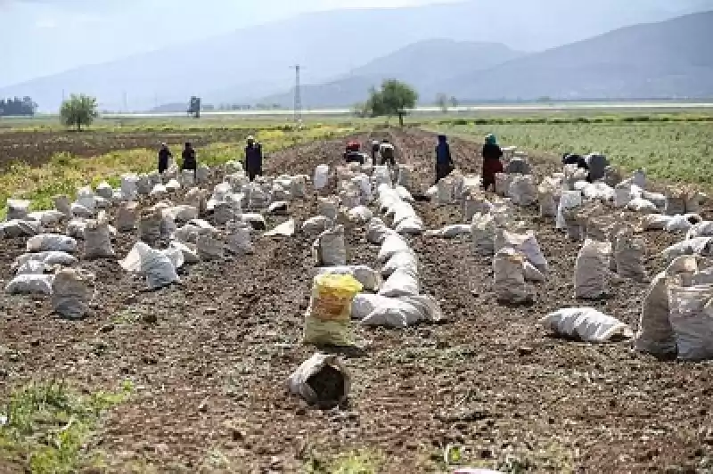 Depremin Vurduğu Hatay'ın Tescilli Siyah Havucunda Rekolte Artışı Bekleniyor