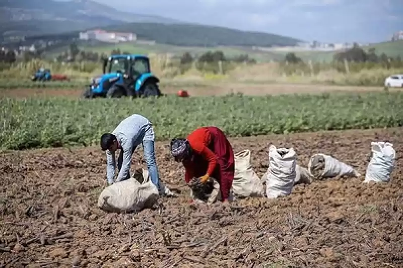 Depremin Vurduğu Hatay'ın Tescilli Siyah Havucunda Rekolte Artışı Bekleniyor