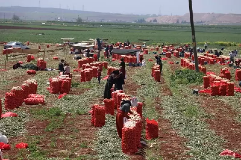 Adana Ve Hatay'da Soğan Hasadı Devam Ediyor