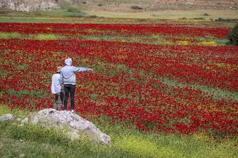 Hatay'da Tarlalar Gelinciklerle Kaplandı