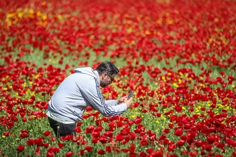 Hatay'da Tarlalar Gelinciklerle Kaplandı