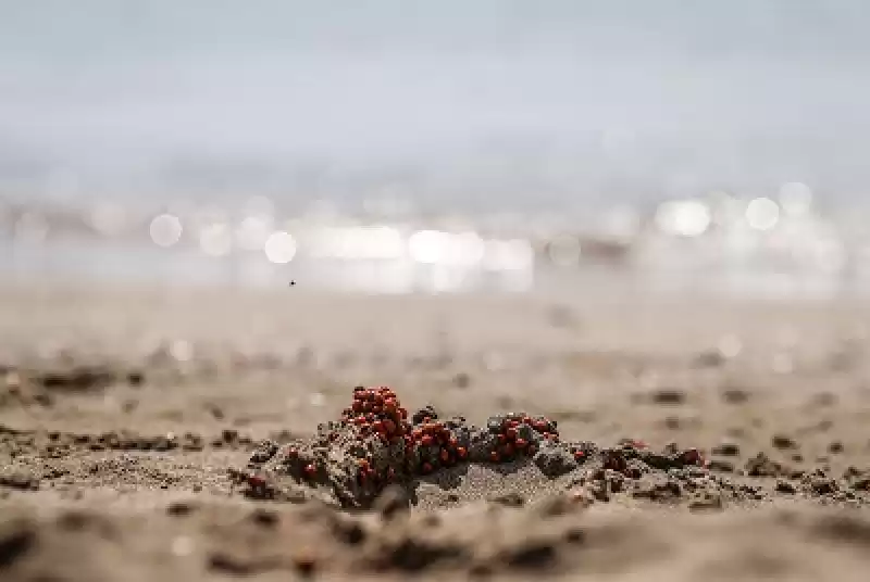 Hatay'da Deniz Kaplumbağalarının Yumurtlama Alanında Uğur Böceği Yoğunluğu 