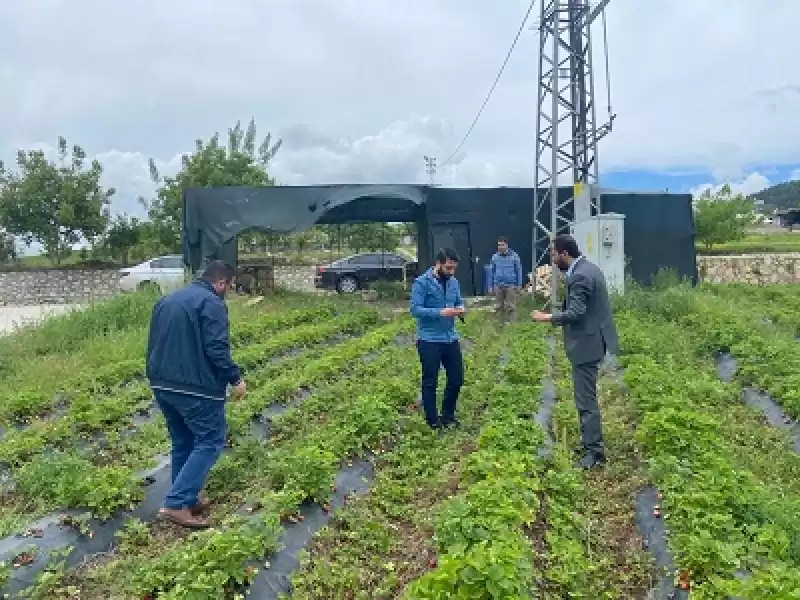 Hatay'da Afetzede çilek üreticisinden Yerli Tüccar Ve Marketlere çağrı