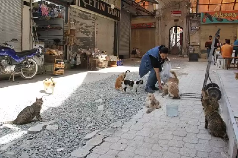 Hatay'da Depremzede Kadın Tarihi çarşıdaki Iş Yerinin önünde Sahipsiz Kedilere Bakıyor