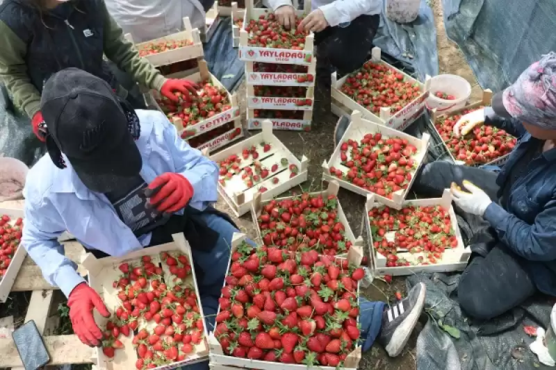 Hataylı çiftçiler çileğin Hasadına Başladı