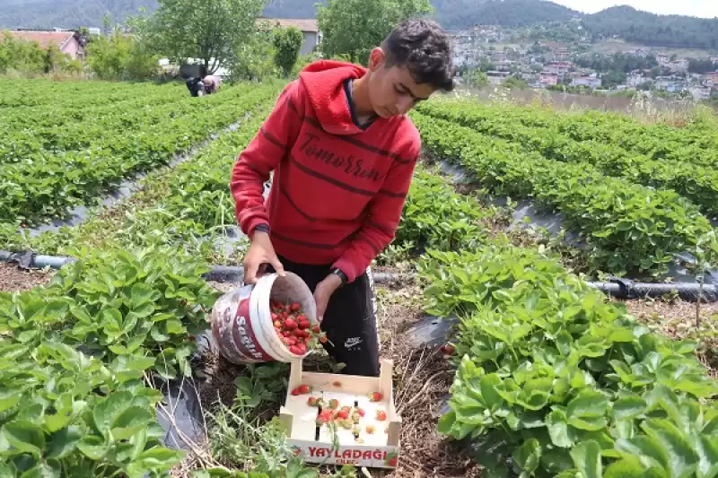 Hataylı çiftçiler çileğin Hasadına Başladı