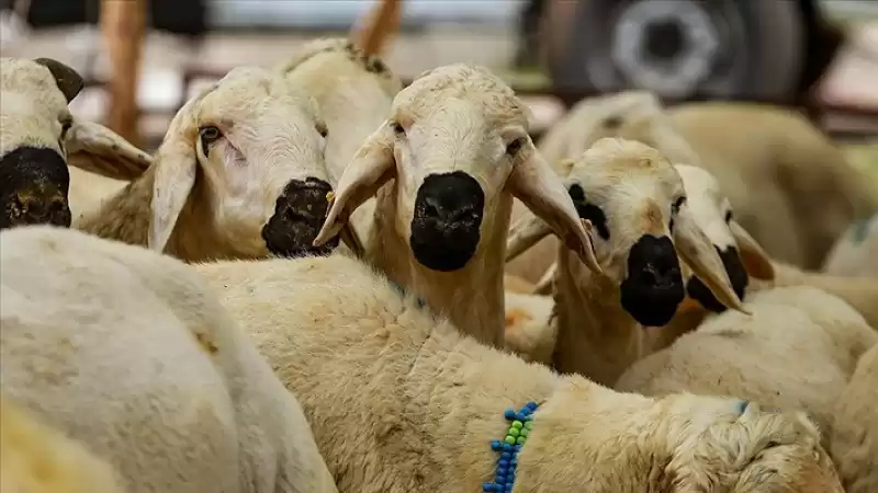 Vekaletle Kurban Kesim Bedeli Yurt Içinde 5 Bin 950 