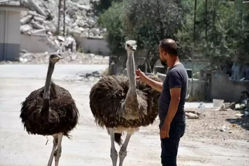 Enkaza Dönen Mahallesinde Depremden Kurtarıp Tedavi Ettirdiği Deve Kuşlarına Bakıyor