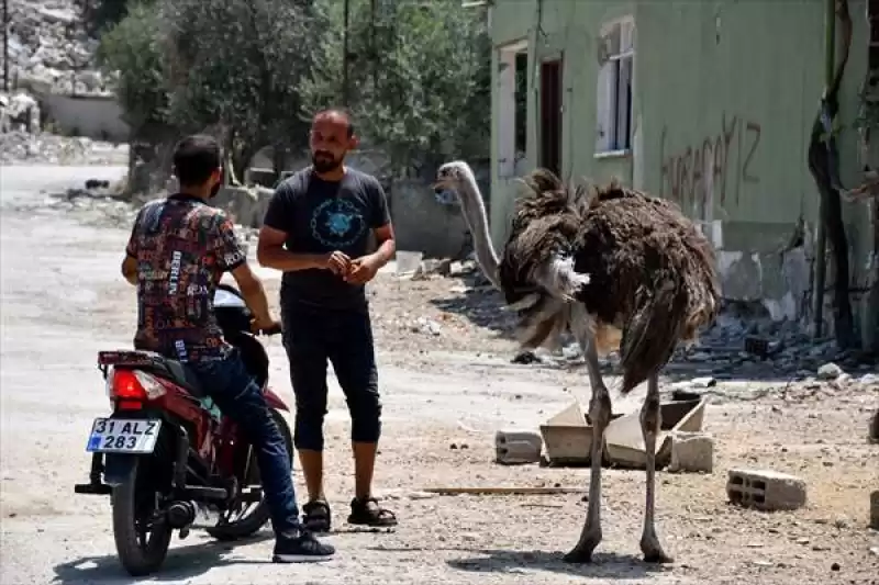 Enkaza Dönen Mahallesinde Depremden Kurtarıp Tedavi Ettirdiği Deve Kuşlarına Bakıyor