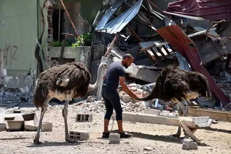 Enkaza Dönen Mahallesinde Depremden Kurtarıp Tedavi Ettirdiği Deve Kuşlarına Bakıyor