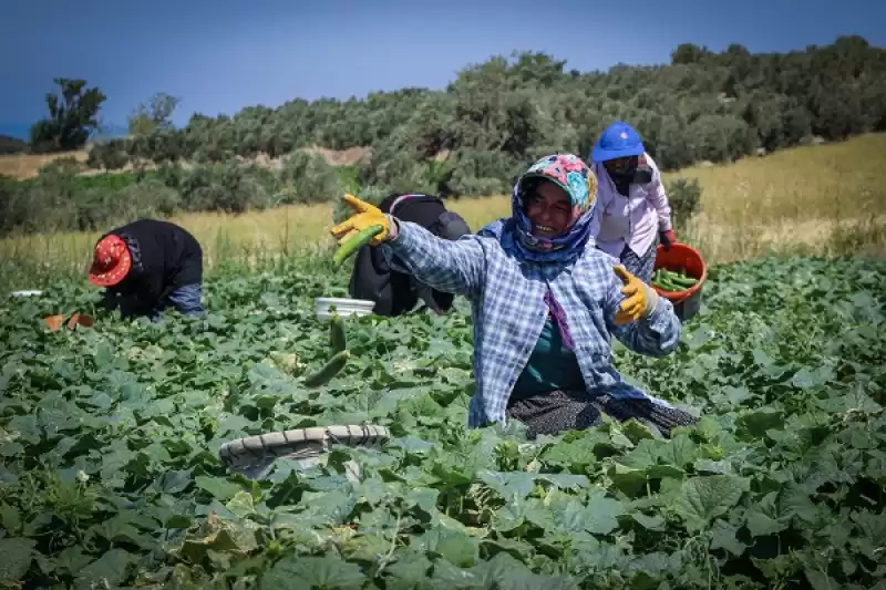 Hatay'da Açık Alanda Salatalık Hasadı Başladı 