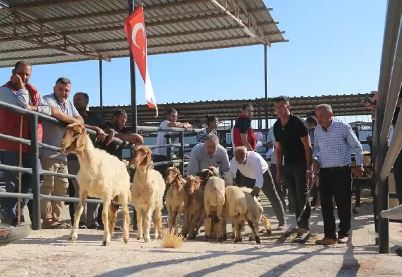 Hatay’da Depremzede Besicilere 1420 Küçükbaş Hayvan Desteği