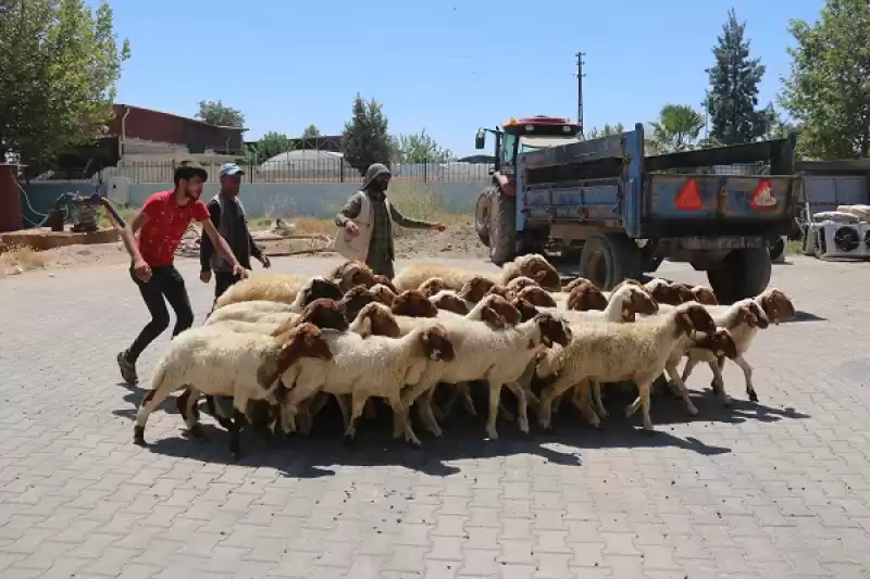 Hatay’da Depremzede Besicilere 1420 Küçükbaş Hayvan Desteği