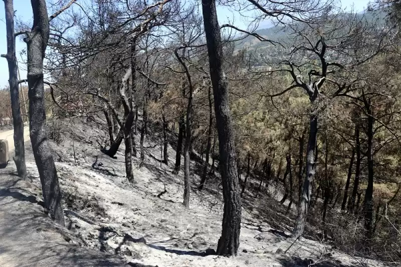 Hatay'da Orman Yangınından Zarar Gören Alanlar Görüntülendi