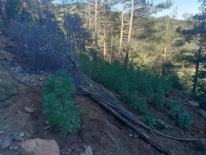 Hatay'da Ormanlık Alanda 7 Bin 200 Kök Hint Keneviri Ele Geçirildi