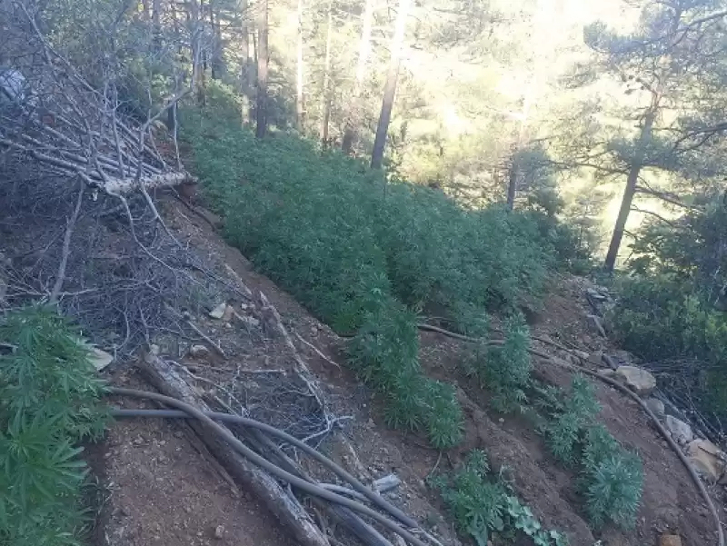 Hatay'da Ormanlık Alanda 7 Bin 200 Kök Hint Keneviri Ele Geçirildi