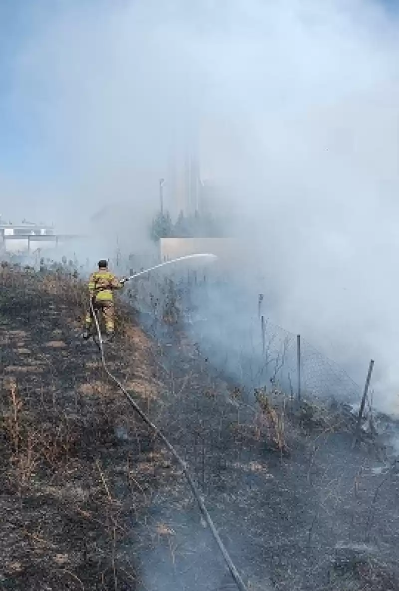 Hatay'da Anız Yangınında Alevlerin Ortasında Kalan Kaplumbağa Kurtarıldı