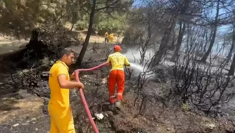 Közden çıkan Yangın Bir Dönümlük çamlığı Yaktı