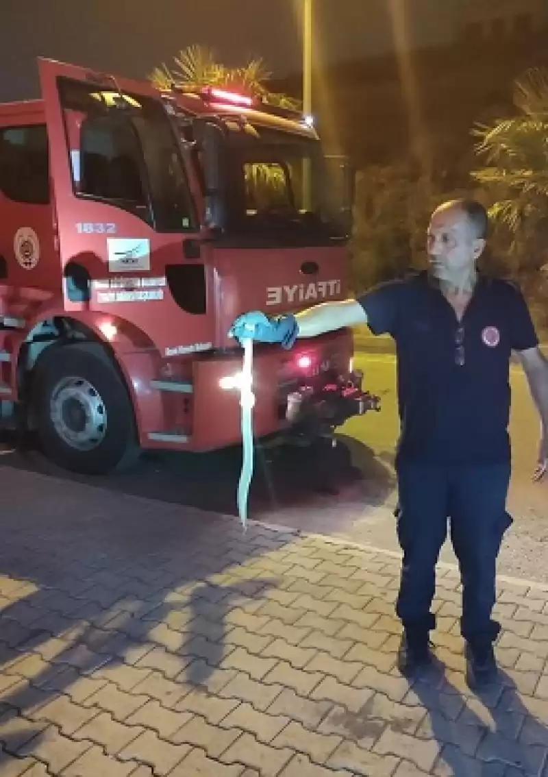 Hatay’da Apartmana Giren Yılan Yakalanıp Doğaya Bırakıldı