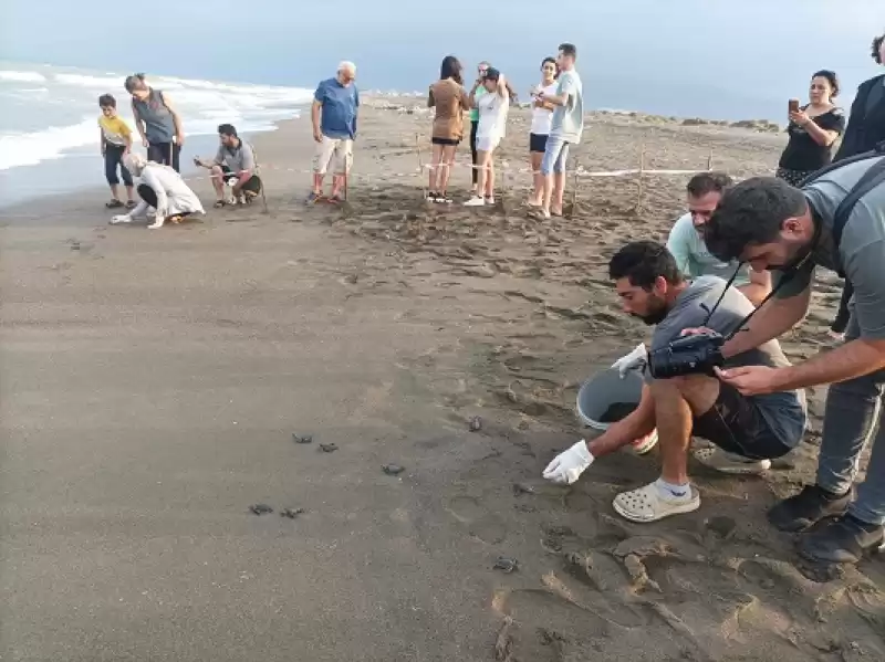 Hatay'da Yumurtadan çıkan Deniz Kaplumbağası Yavruları Suyla Buluştu