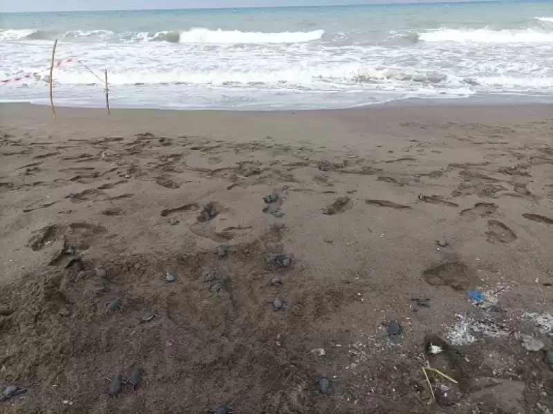 Hatay'da Yumurtadan çıkan Deniz Kaplumbağası Yavruları Suyla Buluştu