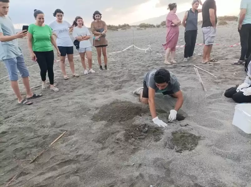 Hatay'da Yumurtadan çıkan Deniz Kaplumbağası Yavruları Suyla Buluştu