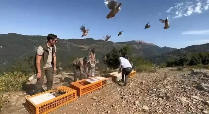 Hatay'da Doğaya 600 Kınalı Keklik Salındı