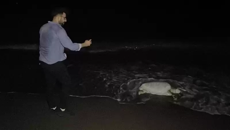 Hatay'da ölü Caretta Caretta Sahile Vurdu