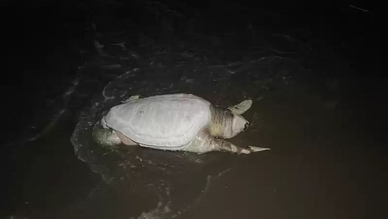 Hatay'da ölü Caretta Caretta Sahile Vurdu