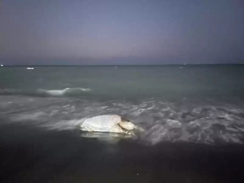 Hatay'da ölü Caretta Caretta Sahile Vurdu