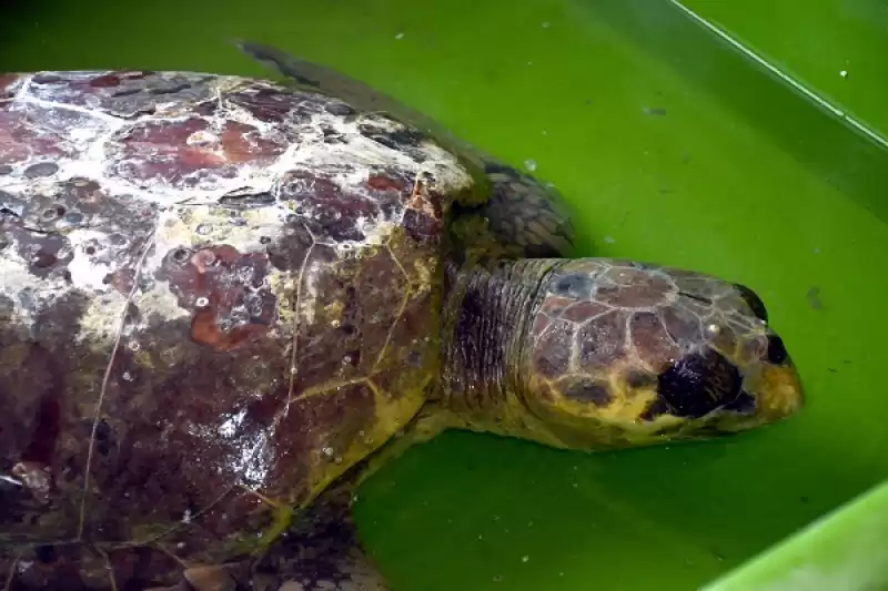 Hatay'da Bitkin Bulunan Caretta Caretta Tedaviye Alındı  